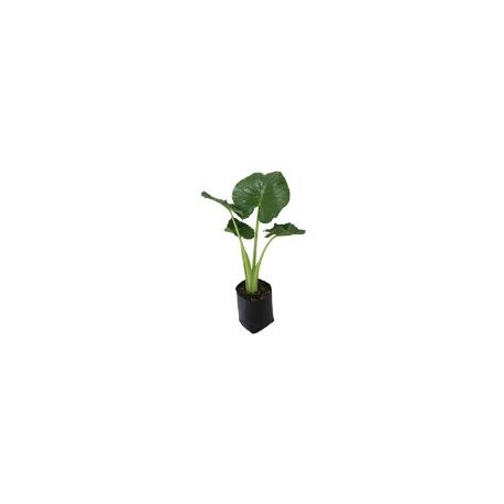 Planta hoja elegante