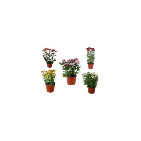 Planta crisantemo colores m6"