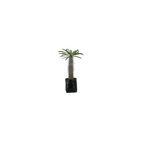 Planta pachipodium