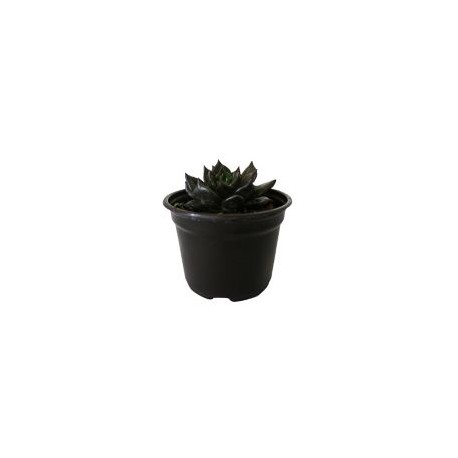 Planta crasulácea black prince