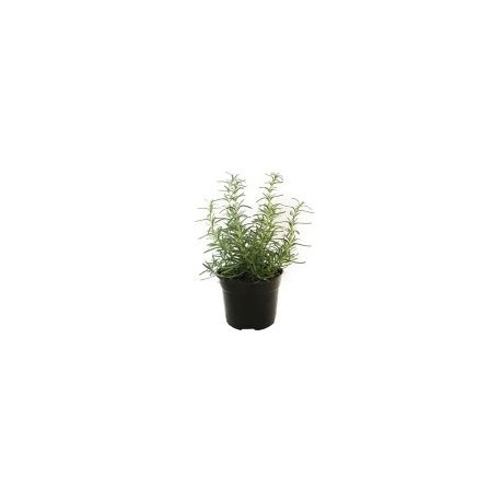 Planta romero