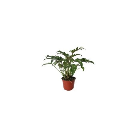 Planta philodendron xanadu