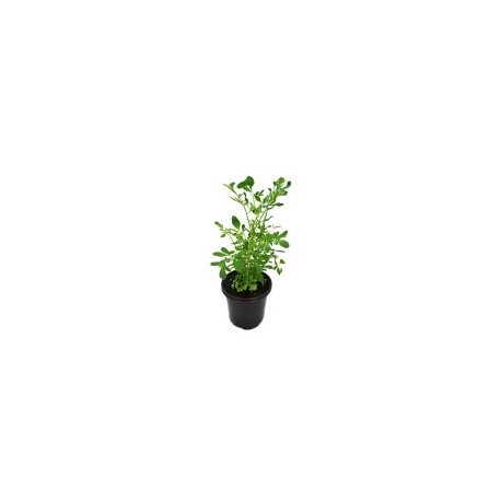 Planta ruda
