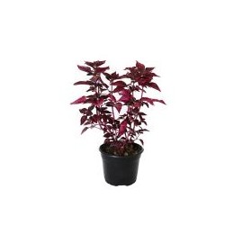 Planta iresine