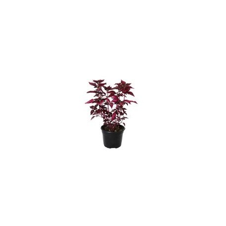 Planta iresine