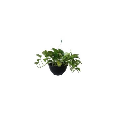 Planta teléfono colgante