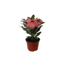 Planta euphorbia