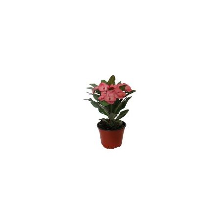 Planta euphorbia
