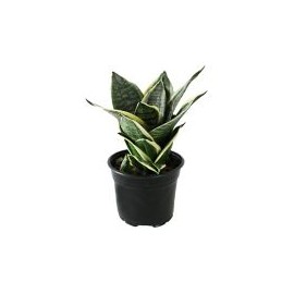 Planta sansevieria
