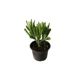 Planta crasulácea ovata hobbit