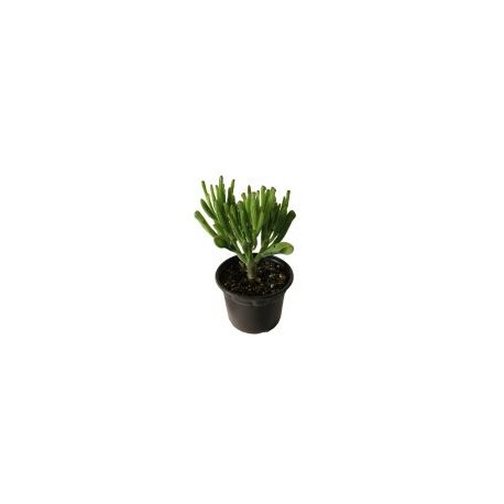 Planta crasulácea ovata hobbit