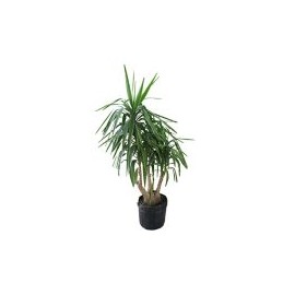 Planta yuca pie de elefante
