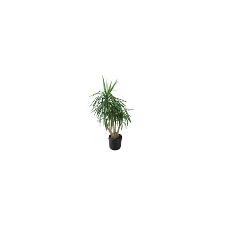 Planta yuca pie de elefante