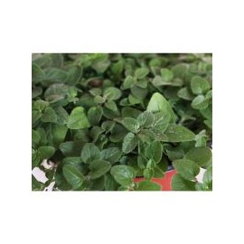 Planta orégano