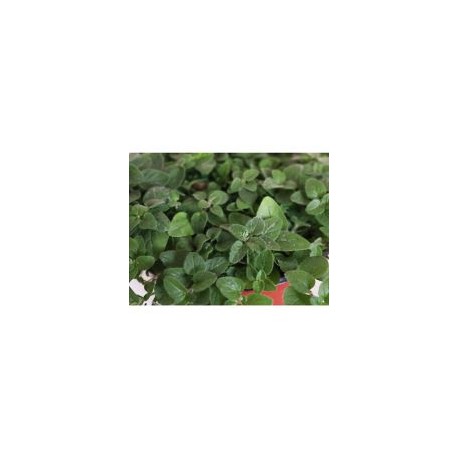 Planta orégano