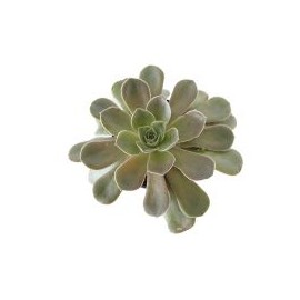 Planta crasulácea perle von