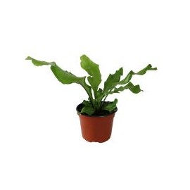 Planta helecho antiquum