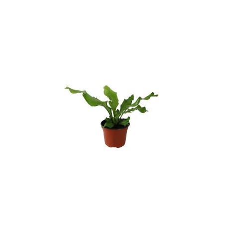 Planta helecho antiquum