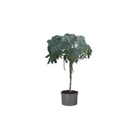 Planta lluvia de oro tina
