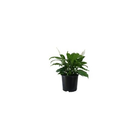 Planta cuna de Moisés