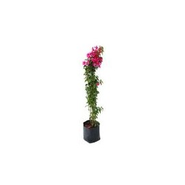 Planta bugambilia vara b20