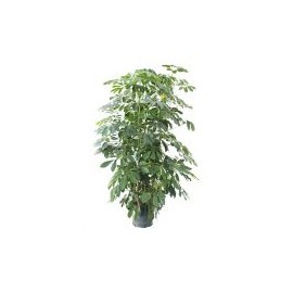 Planta aralea scheflera