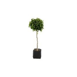 Planta ficus bola