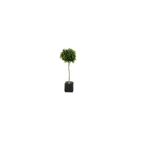 Planta ficus bola