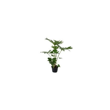 Planta philodendron sellum