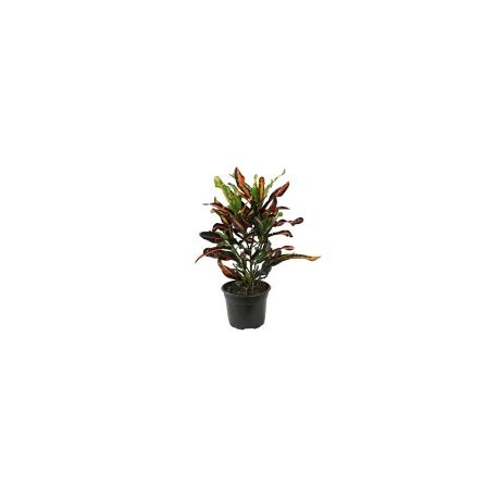 Planta crotón tornillo