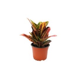 Planta crotón petra