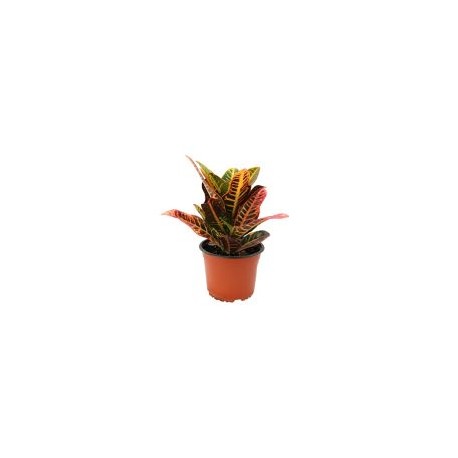 Planta crotón petra