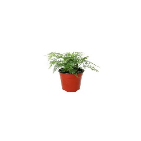 Planta helecho cuero