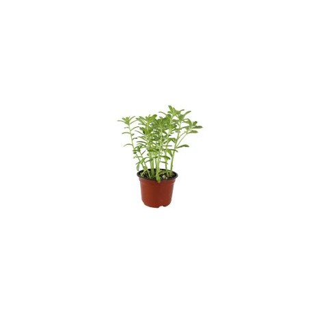 Planta crasulácea superbum