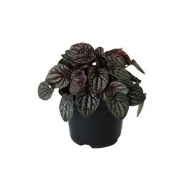 Planta cáscara de nuez