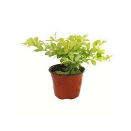 Planta duranta Cuba