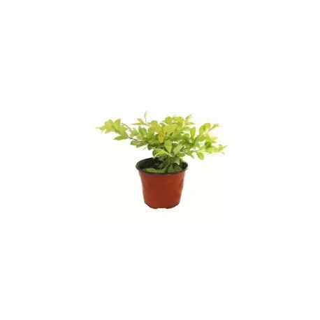 Planta duranta Cuba