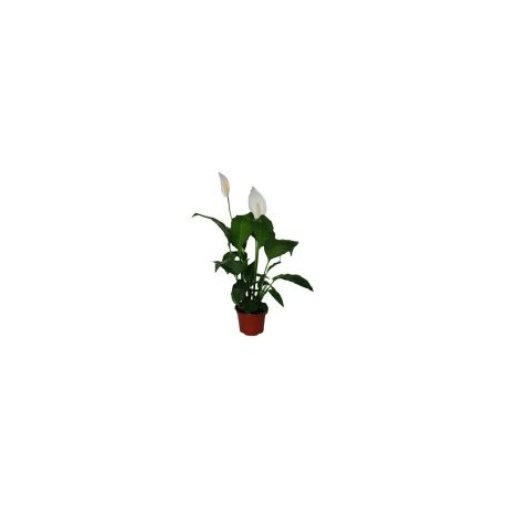 Planta cuna de Moisés