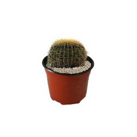 Planta cactus bola de oro