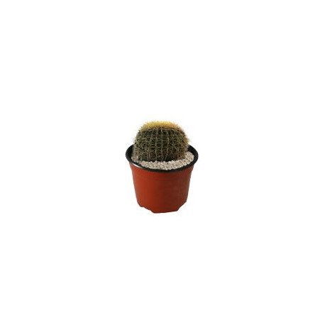 Planta cactus bola de oro