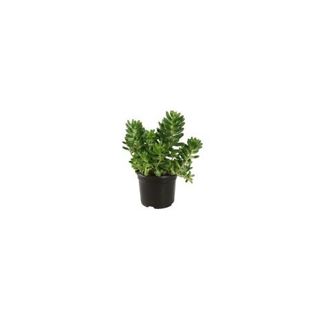 Planta crasulácea grey red