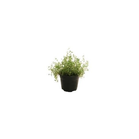 Planta tomillo