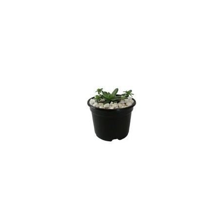 Planta crasulácea prolífica