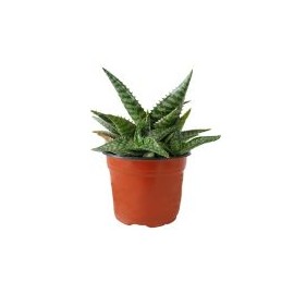 Planta sábila