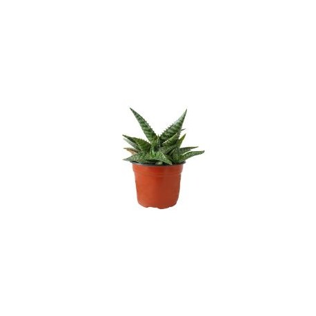 Planta sábila
