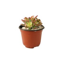 Planta rosa de piedra