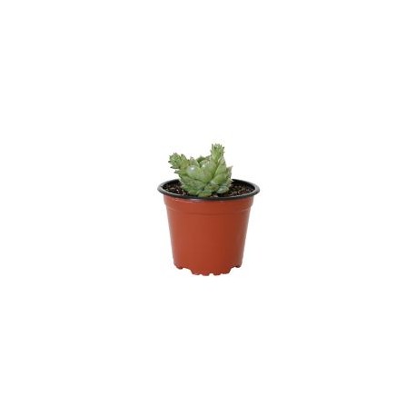 Planta crasulácea mini