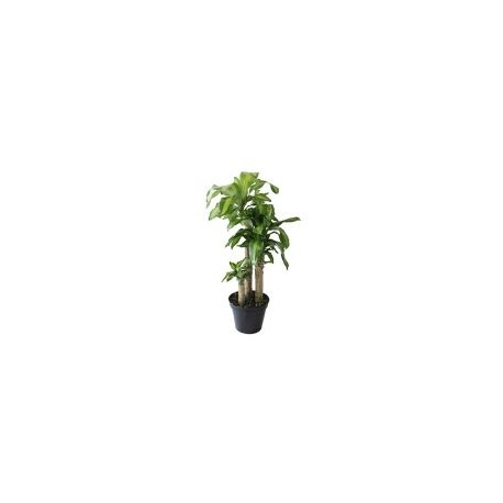Planta palo de Brasil