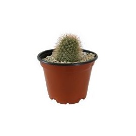 Planta cactus echinocactus grousonii