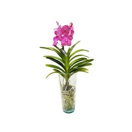 Orquídea Vanda Con Florero 7.4¿¿